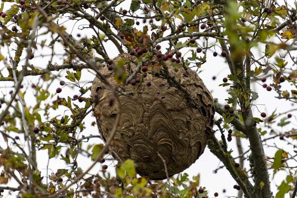 Les infestations de nid de frelons se multiplient dans le 95 Val d’Oise